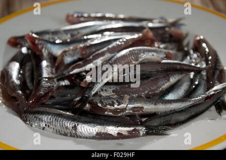 frische Sardellen des Marktes aufs Mittelmeer Stockfoto