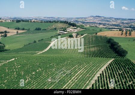 Luftaufnahme von Weinbergen in der Nähe von Osimo, Marche, Italien. Stockfoto