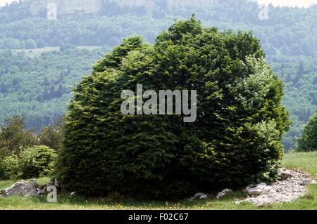 Vegetation in der Nähe Vassieux, Vercors regionalen Naturpark (Parc Naturel regional du Vercors), Drome, Frankreich. Stockfoto