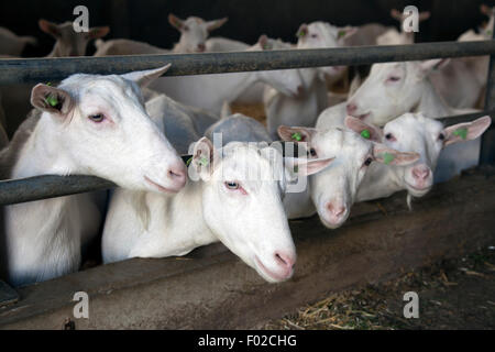 Vier neugierige weiße Ziegen halten ihre Köpfe durch Gitterstäbe Stall Stockfoto