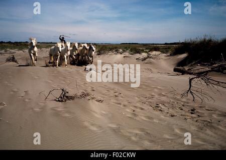 Pferde, regionaler Naturpark der Camargue (Parc Naturel regional de Camargue), Provence-Alpes-Cote d ' Azur, Frankreich. Stockfoto