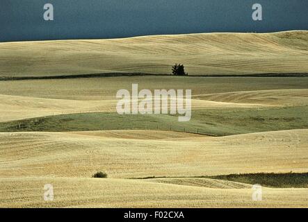 Frisch geerntete Weizenfelder, Wintering Hills, Alberta, Kanada. Stockfoto