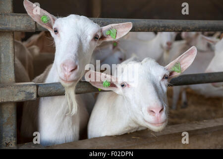 zwei neugierige weiße Ziegen halten ihre Köpfe durch Gitterstäbe Stall Stockfoto