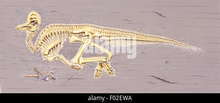 Palaeozoology - kreidiges Periode - Dinosaurier - Skelett von einem Corythosaurus - Kunstwerk Stockfoto