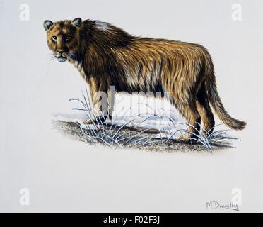 Europäische oder eurasische Löwe (Panthera Leo Spelaea), Höhle Felidae, späten Pleistozän. Artwork von Mike Donnelly. Stockfoto
