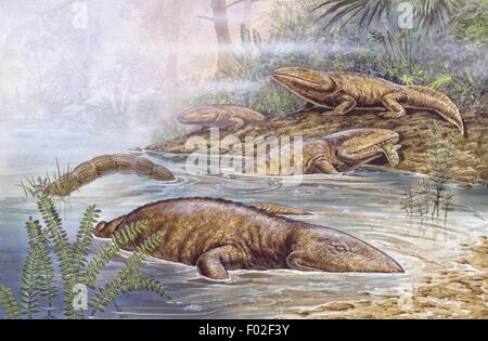 Palaeozoology - Devon Periode - fossile Amphibien - Acanthostega - Kunstwerk von Tim Hayward Stockfoto