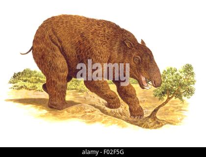 Palaeozoology - Pleistocene Periode - ausgestorbener Säugetiere, riesige Beuteltiere - Diprotodon-- Kunstwerk von Philip Hood Stockfoto