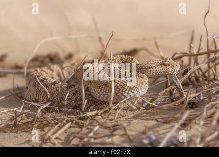 Porträt von einem arabischen Sand-Viper (Cerastes Gasperettii) Stockfoto