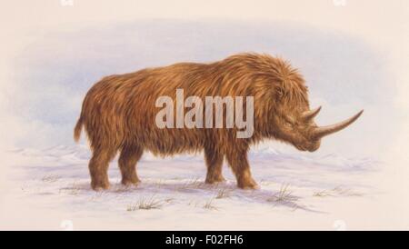 Wollnashorn Ist Eine Ausgestorbene S ugetier Die W hrend Des wollnashorn-ist-eine-ausgestorbene-s-ugetier-die-w-hrend-des