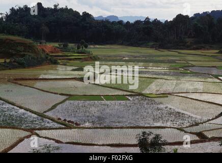 Reis Felder, Tana Toraja Regency, Sulawesi, Indonesien. Stockfoto