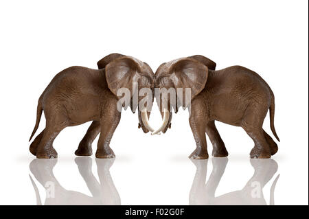 Test der Stärke Konzept Elefanten drängen gegeneinander isolierten auf weißen Hintergrund Stockfoto