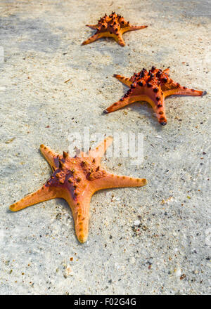 Drei Seesterne am Strand Stockfoto