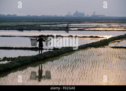 Reisfelder in der Umgebung von Inle-See, Shan-Staat Myanmar. Stockfoto