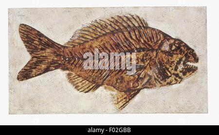 Zoologie: Fossilien - Fisch. Kunstwerk Stockfoto