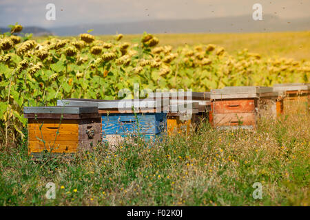 Bienenstöcke auf dem Sonnenblumenfeld in der Provence, Frankreich. Gefilterte Schuss Stockfoto