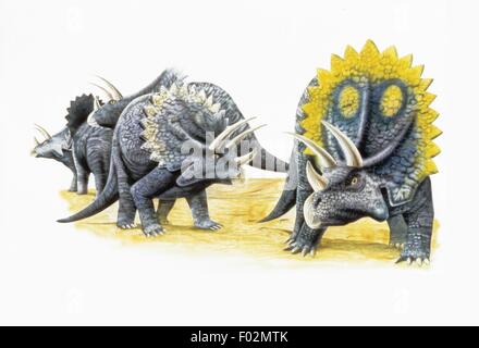 Palaeozoology - obere Kreidezeit - Dinosaurier - Triceratops - Kunstwerk Stockfoto