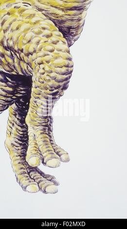 Palaeozoology - Kreidezeit - Dinosaurier - Corythosaurus - Detail der Beine - Kunstwerk Stockfoto