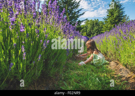 Mädchen sitzen im Lavendelfeld, Kommissionierung Lavendel Stockfoto