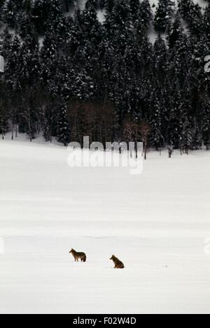 Zwei Kojoten (Canis Latrans), Yellowstone-Nationalpark (UNESCO-Welterbe, 1978), Wyoming, Vereinigte Staaten von Amerika. Stockfoto