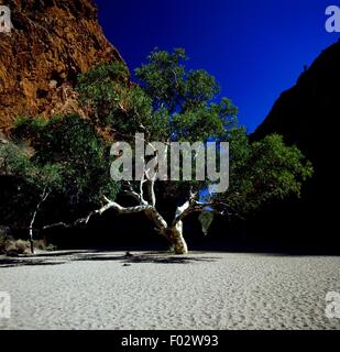 Eukalyptus, Munga-Thirri Nationalpark (Simpson Desert National Park), Queensland, Australien. Stockfoto