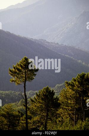 San Pietro Wald zwischen den Ortschaften Cozzano und Ghisoni, regionale Naturpark von Korsika (Parc Naturel Regional de Corse), Korsika, Frankreich. Stockfoto