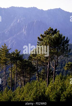 San Pietro Wald zwischen den Ortschaften Cozzano und Ghisoni, regionale Naturpark von Korsika (Parc Naturel Regional de Corse), Korsika, Frankreich. Stockfoto