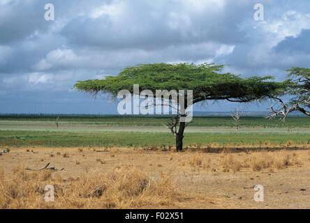 Baum in der Savanne, Selous Game Reserve (UNESCO-Welterbe, 1982), Tansania. Stockfoto