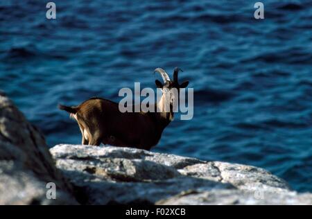 Wildziege (Capra Hircus Aegagrus), Insel Montecristo, Nationalpark Toskanischen Archipels, Toskana, Italien. Stockfoto