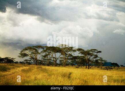 Fever Tree oder Akazie (Acacia Xanthophloea), Serengeti Nationalpark (UNESCO World Heritage List, 1981), Tansania. Stockfoto