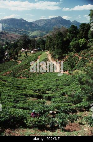 Arbeitnehmer in den Teeplantagen, Nuwara Eliya, Ceylon, Sri Lanka. Stockfoto