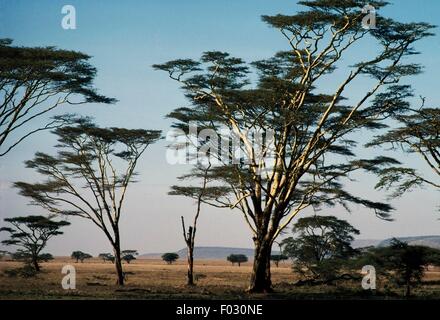 Fever Tree oder Akazie (Acacia Xanthophloea), Serengeti Nationalpark (UNESCO World Heritage List, 1981), Tansania. Stockfoto