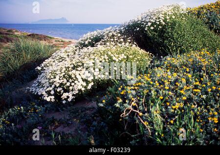 Küstendüne mit blühenden Meer Wermut (Artemisia Coerulescens), in der Nähe von Fogliano See, Nationalpark Circeo, Lazio, Italien. Stockfoto