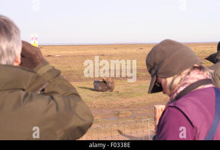 Besucher auf Donna Nook Nature Reserve Zeuge grau zu versiegeln, Welpen und ihre Mütter aus dem public-Viewing-Bereich, Lincolnshire UK Stockfoto