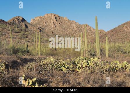 Saguaros (Carnegiea Gigantea) und Organ Pipe Cactus (Stenocereus Thurberi), Sonora-Wüste, Arizona, Vereinigte Staaten von Amerika. Stockfoto