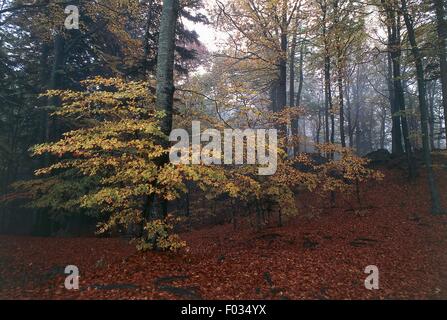 Herbstliche Landschaft von Mount Penna De La Verna, Nationalpark des Casentino Wälder, Monte Falterona und Campigna, Toskana, Italien. Stockfoto