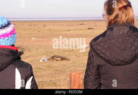 Besucher zu Donna Nook Nature Reserve in Lincolnshire Zeuge grau zu versiegeln, Welpen und ihre Mütter aus dem public-Viewing-Bereich, UK Stockfoto