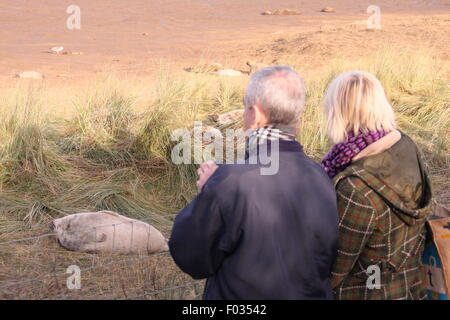 Besucher auf Donna Nook Nature Reserve Zeuge grau zu versiegeln, Welpen und ihre Mütter aus dem public-Viewing-Bereich, Lincolnshire UK Stockfoto