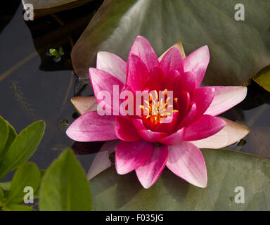 Tief rosa Seerose blüht unter den Seerosen in einem Teich. Stockfoto