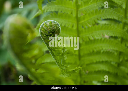 Farn Frond entfaltet sich Stockfoto