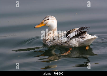 Italien, Lombardei, Fluss Adda, Stockente oder Wild Duck - sehr blass weiblich, Anas platyrhynchos Stockfoto