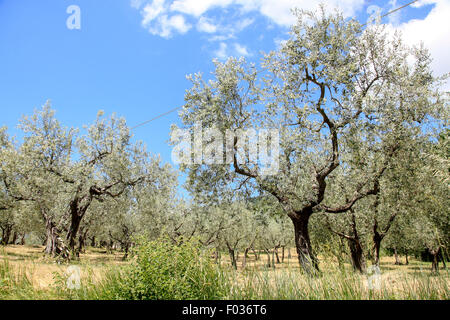 Olivenbaum (Olea Europaea) fotografiert in Umbrien, Italien Stockfoto