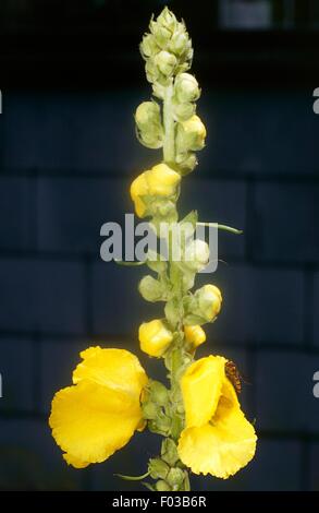 Gemeinsame oder große Königskerze (Verbascum Thapsus), hohes Venn Naturschutzgebiet (Reserve Naturelle des Hautes Fagnes), Ardennen, Belgien. Stockfoto