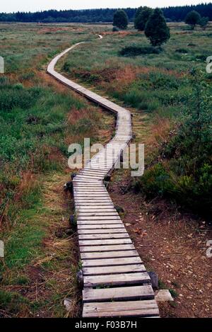 Holzweg durch Rasen, hohes Venn Naturschutzgebiet (Reserve Naturelle des Hautes Fagnes), Ardennen, Belgien. Stockfoto