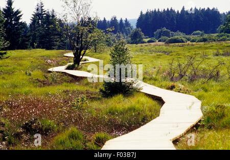 Holzweg durch Rasen, hohes Venn Naturschutzgebiet (Reserve Naturelle des Hautes Fagnes), Ardennen, Belgien. Stockfoto