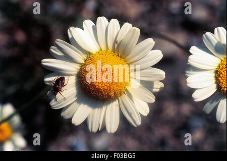 Kamille (Chamaemelum Nobile oder Anthemis Nobilis), Ordesa y Monte Perdido Nationalpark (UNESCO-Welterbe, 1997), Aragon, Spanien. Stockfoto