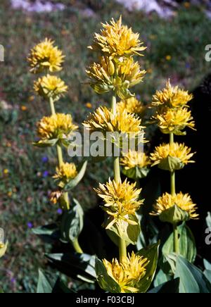 Große gelbe Enzian (Gentiana Lutea), Vanoise-Nationalpark (Parc national De La Vanoise), Savoie, Frankreich. Stockfoto