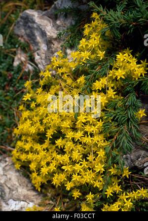 Ewige Berg oder Catsfoot (Antennaria Dioica) in voller Blüte, Ecrins-Nationalpark (Parc national des Ecrins), Frankreich. Stockfoto