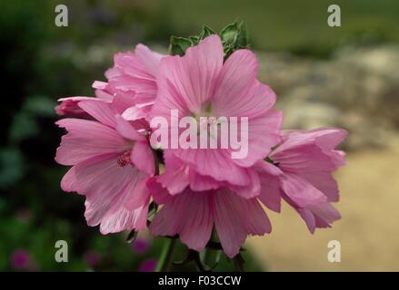 Moschusmalve (Malva Moschata) Blume, Ecrins-Nationalpark (Parc national des Ecrins), Frankreich. Stockfoto