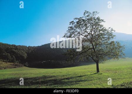 Wiese mit Baum in der Nähe von Elcito, San Severino Marche, Marken, Italien. Stockfoto