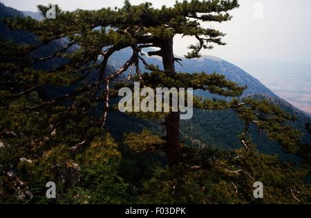 Bosnische Kiefer (Pinus Heldreichii), Nationalpark Pollino, Kalabrien, Italien. Stockfoto
